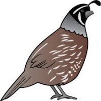 quail