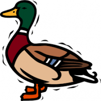 duck