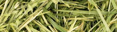 green-oats_1-strip