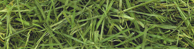 readigrass1