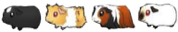 Guinea pigs